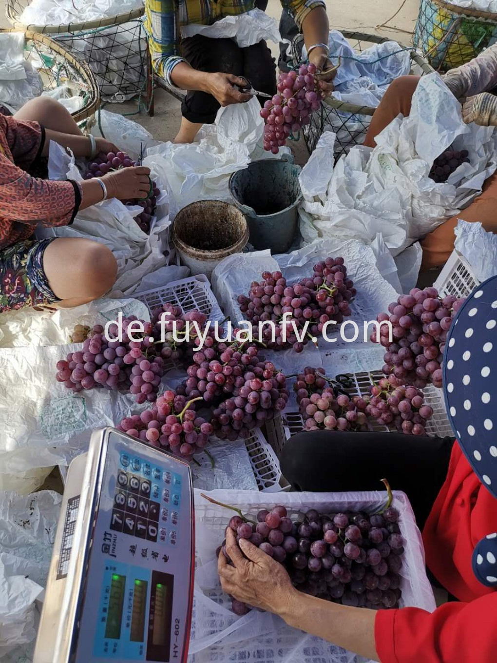 Fresh red grape